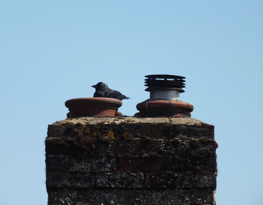 Image for Surrrey Downs Chimney Sweep Bird Nest Removal Service for Surrrey Downs Chimney Sweep in the Dorking area